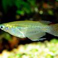 青鱂魚 青鱂魚