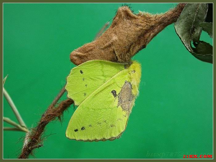 櫟黃枯葉蛾成蟲形態圖