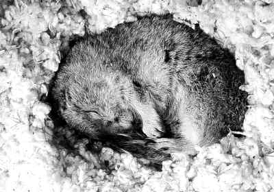 冬眠的松鼠