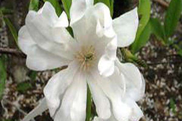 Magnolia stellata \x27Waterlily\x27 Magnolia stellata \x27Waterlily\x27