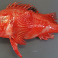 喜知次魚 喜知次魚