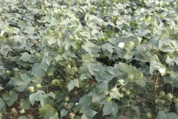 農大KZ05 農大KZ05