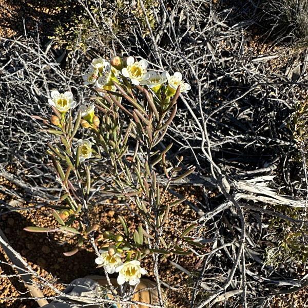 Chamelaucium axillare