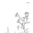 翼柄紫菀 翼柄紫菀