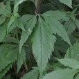 蕙靈草 蕙靈草