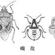 蠋敵 蠋敵