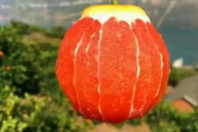 中華紅橙 中華紅橙