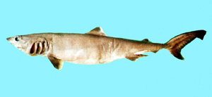 蒲原氏擬錐齒鯊