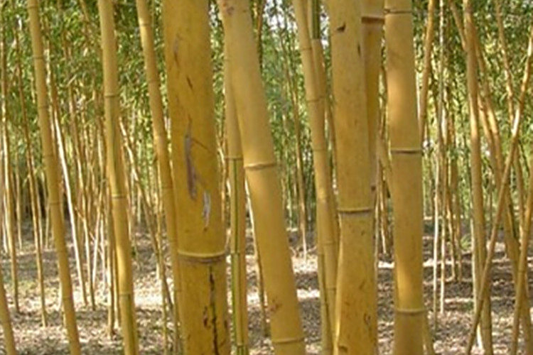 黃皮早竹 黃皮早竹