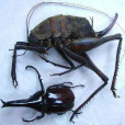 Rhaphidophora obesa Rhaphidophora obesa