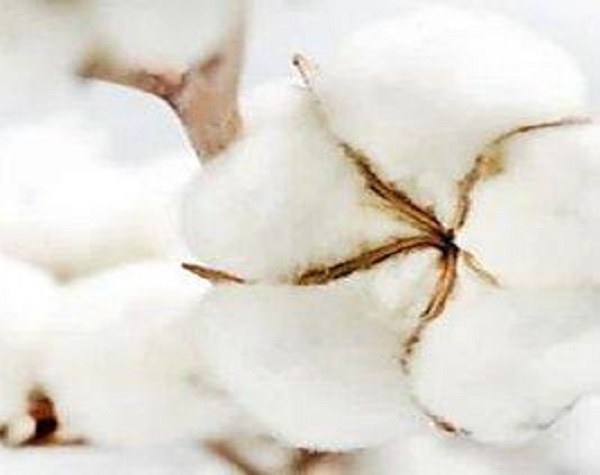 棉籽絨