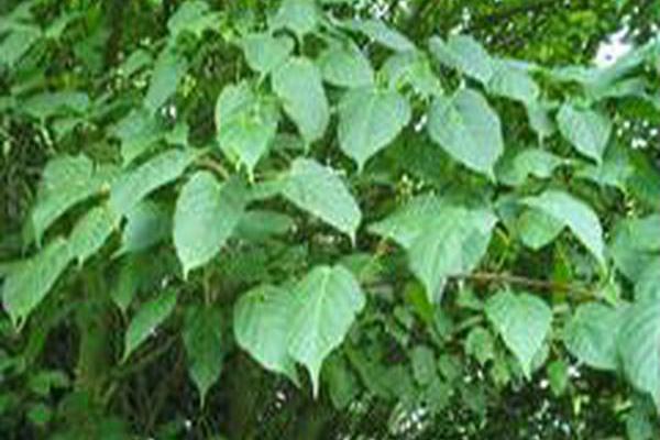 Acer davidii