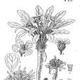 粗壯單花薺 粗壯單花薺