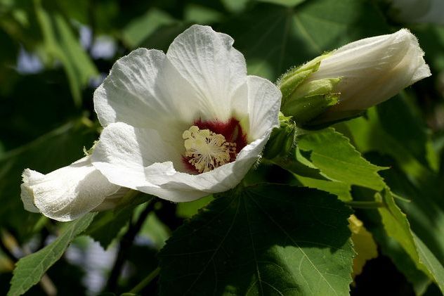 廬山芙蓉 廬山芙蓉