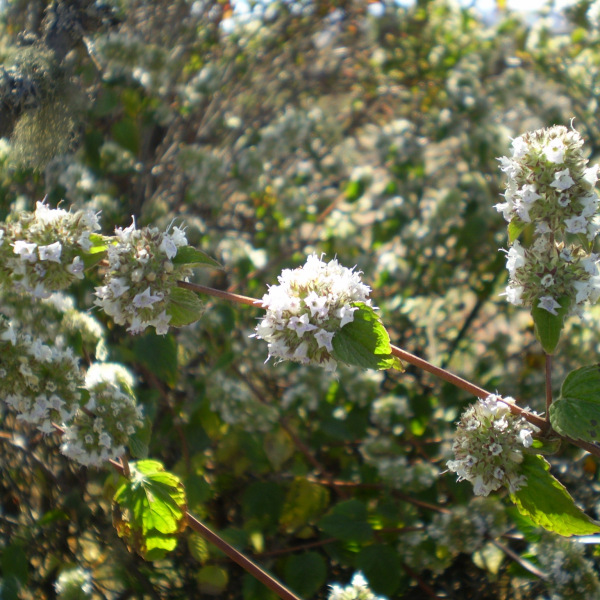 Minthostachys spicata