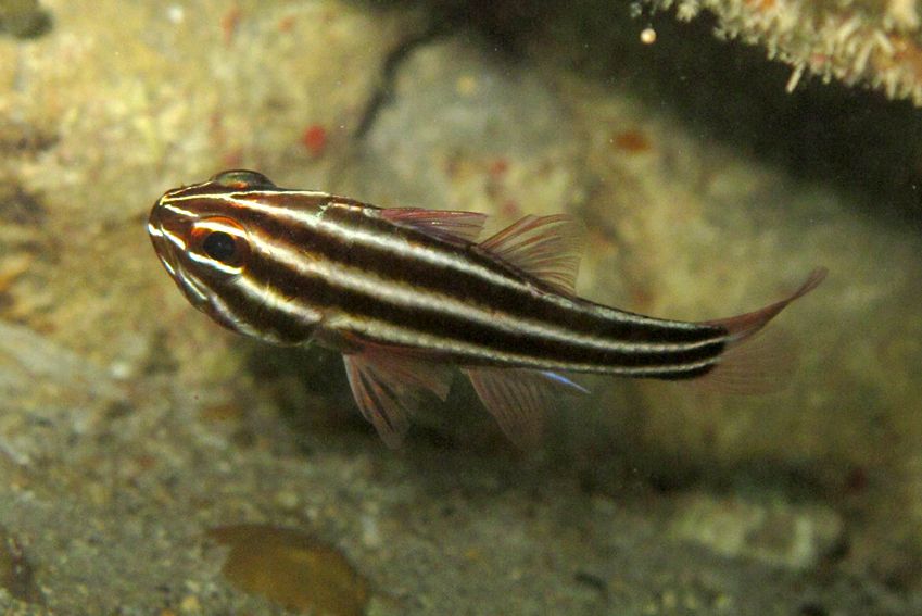 黑鰓天竺魚 黑鰓天竺魚