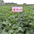 墾農40 墾農40