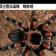 塔蘭圖拉 塔蘭圖拉
