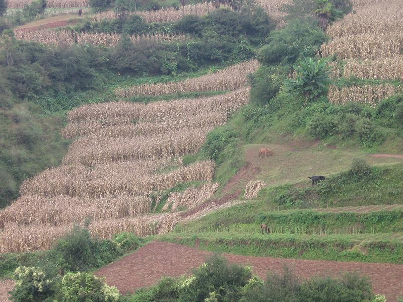 金烏村 金烏村