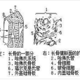 哈佛氏系統 哈佛氏系統