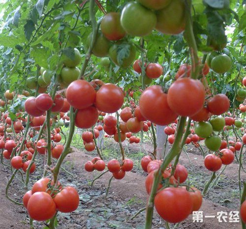 凱特二號