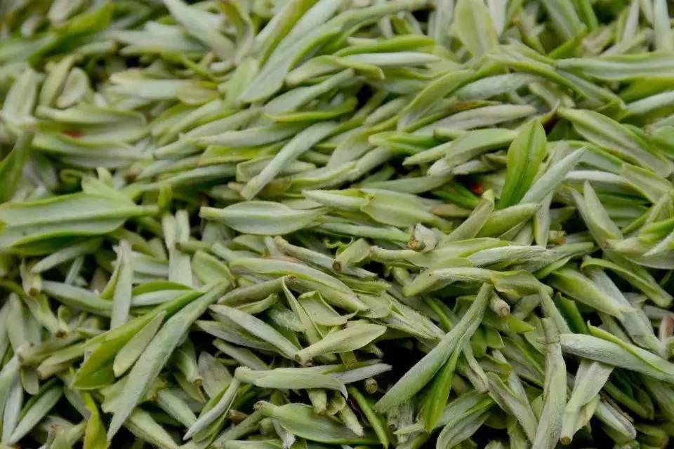 香菇寮白毫 香菇寮白毫