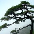 松(松屬植物統稱) 松(松屬植物統稱)