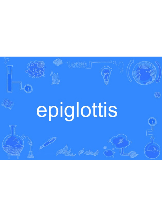 epiglottis epiglottis