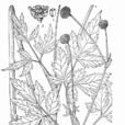單球芹 單球芹