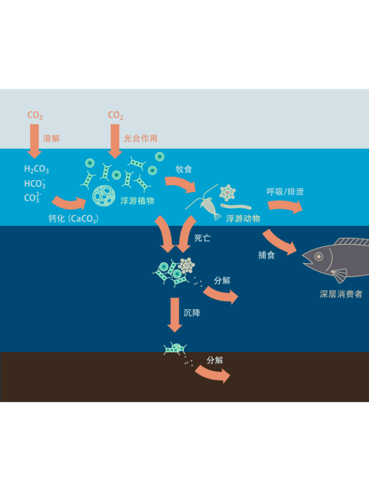 生物泵 生物泵