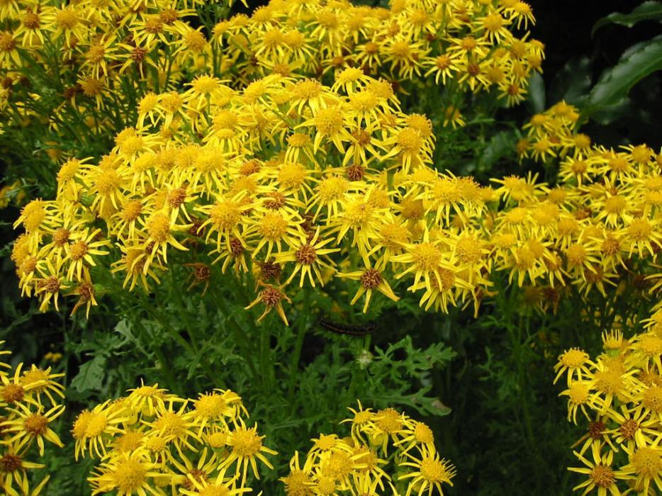 節花千里光 節花千里光