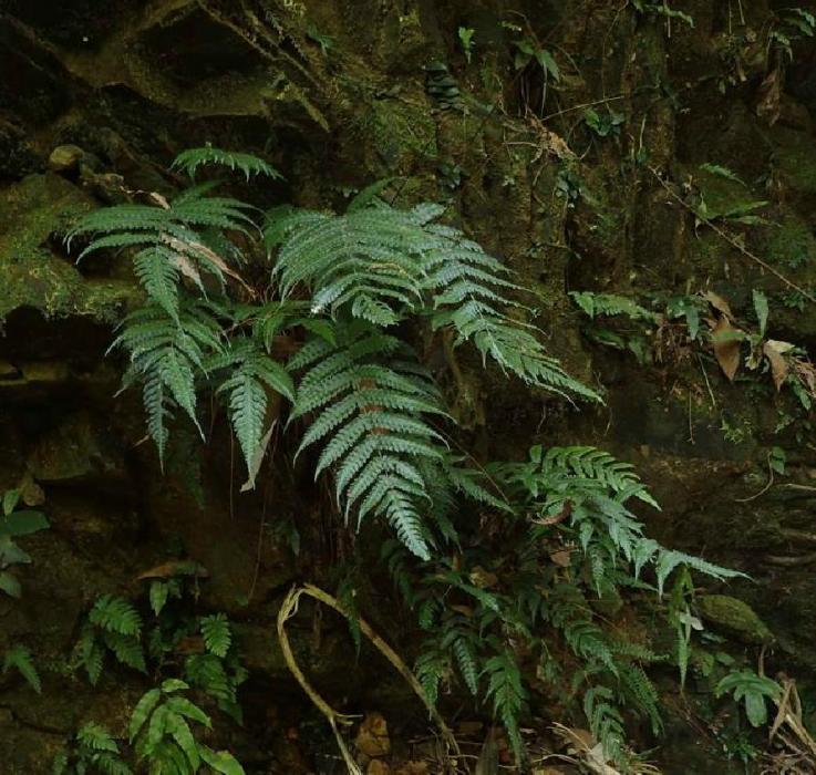 薄葉牙蕨(雲南牙蕨) 薄葉牙蕨(雲南牙蕨)