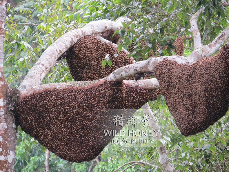 樹排蜂
