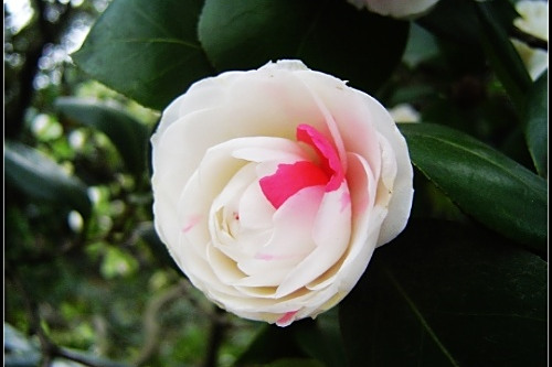 光果山茶 光果山茶