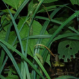 藪薹草組 藪薹草組