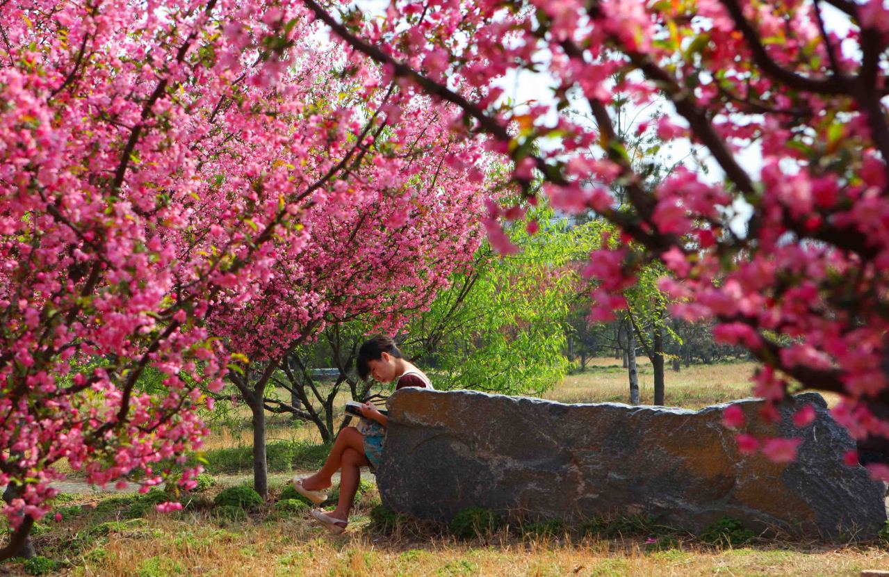 學生在櫻花林中看書