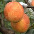 奧冠紅梨 奧冠紅梨