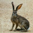 兔屬(Jackrabbit) 兔屬(Jackrabbit)