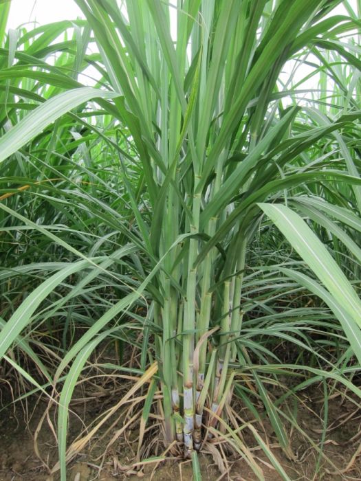 桂糖33號 桂糖33號