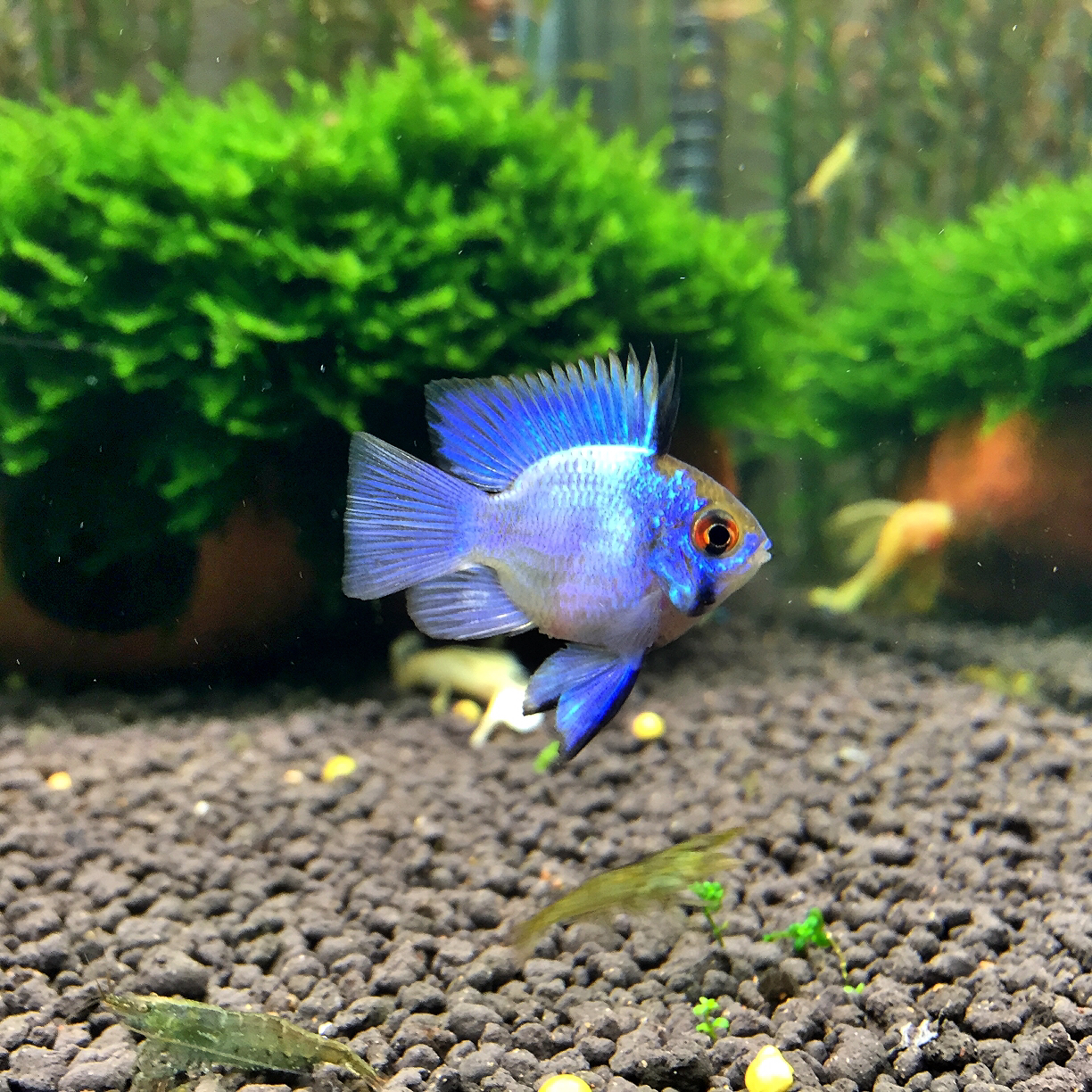 寶藍鳳凰魚