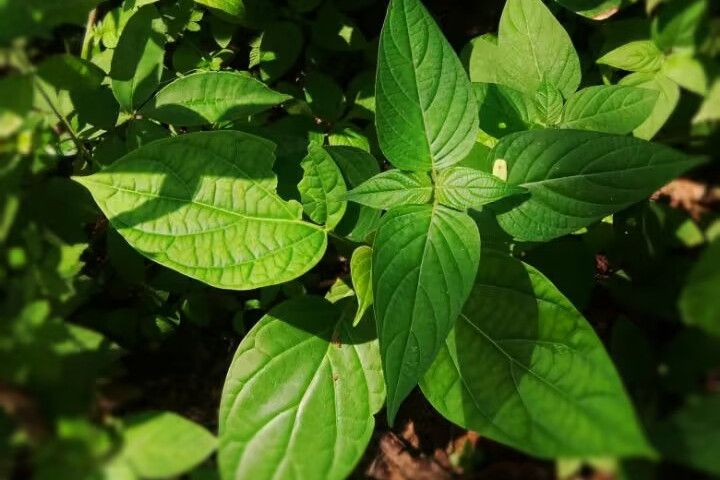 異葉素馨 異葉素馨