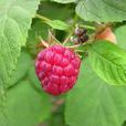 山莓(樹莓)