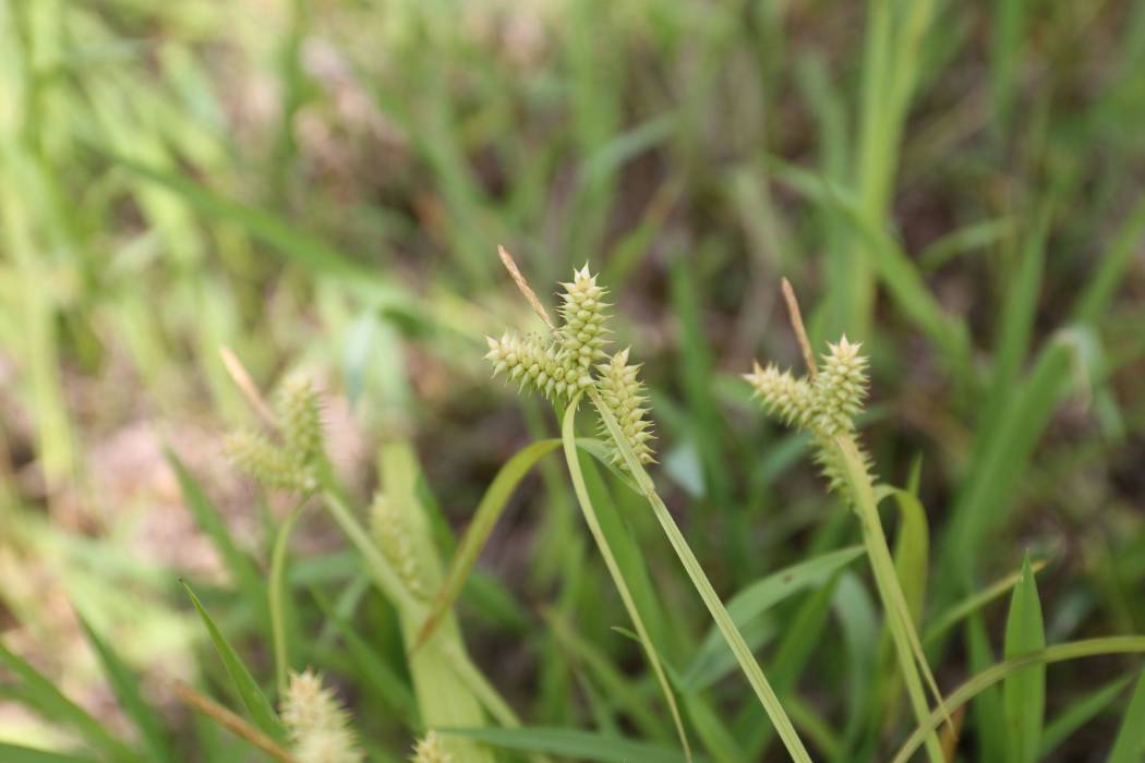 瑞安薹草 瑞安薹草
