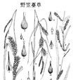 野笠薹草 野笠薹草