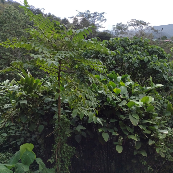 Aralia montana