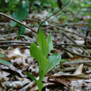 Cephalanthera caucasica