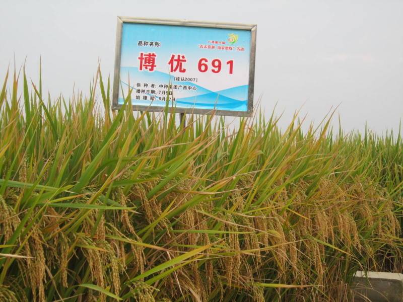 博優49 博優49