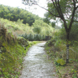 大嵩嶺古道 大嵩嶺古道