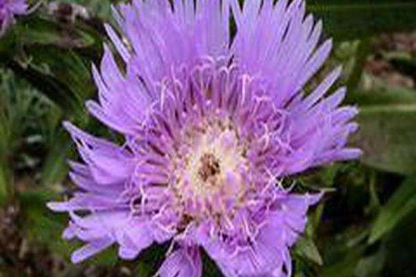 Stokesia laevis \x27Blue Danube\x27 Stokesia laevis \x27Blue Danube\x27