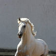 安達盧西亞馬